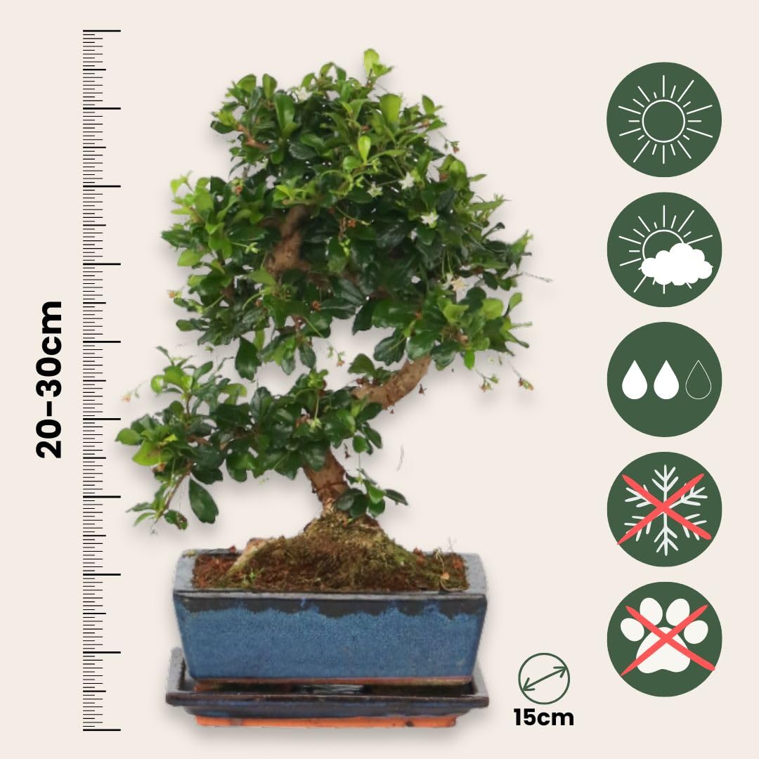 kintsugi bonsai pot Bonsai Pot Round 4-23-1138 [9x3.75] Kintsugi Repair – Kevin Berresford  Designs