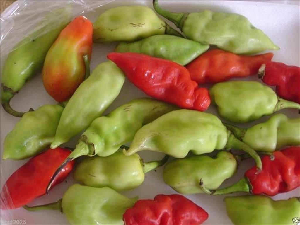 100 semi Trinidad Pimento Pepe Semi aKaSeasoning Pepper (C.chinense) molto gustoso!