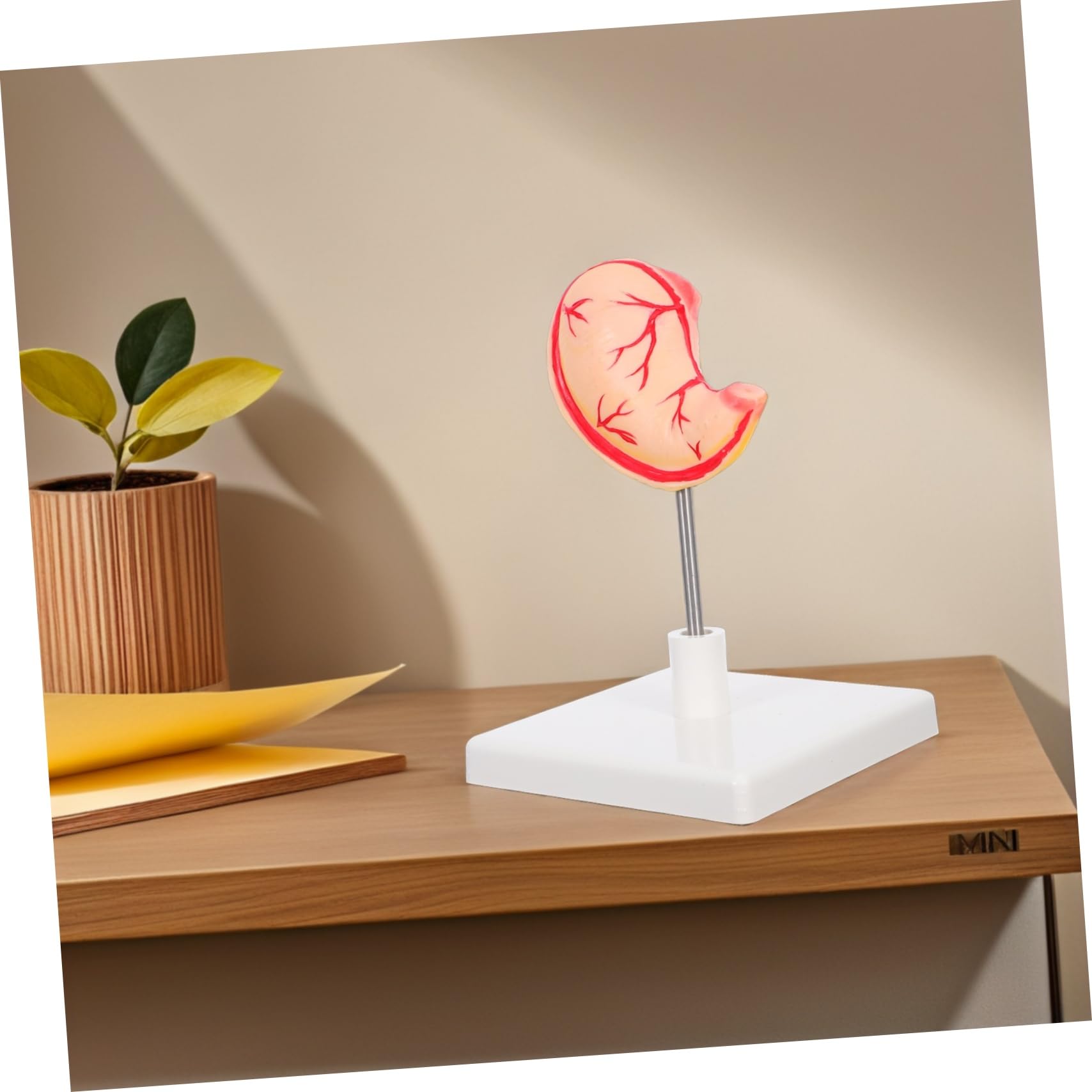 ULTECHNOVO Modello Anatomico Dello Stomaco Per Aula Strumento Didattico Realistico Per e Biologia Materiale Robusto Design Facile Da Montare