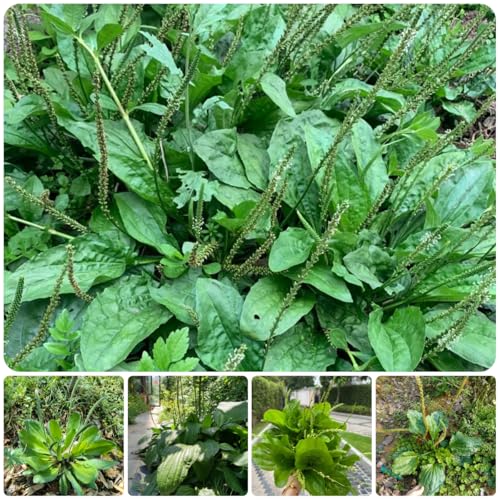 semillas de llantén menor - Hierbas, semillas de hortalizas resistentes llantén menor semillas de hierbas medicinales hierbas de jardín semillas de hortalizas orgánicas, plantas de 130pcs