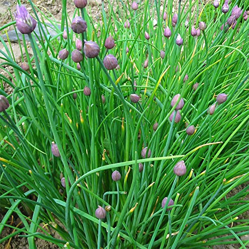 Garlic Chive 'Neko'. 4 x Plug Plants. Perennial Allium herb. for use in Oriental Cuisine. Available from Bedwen Plants