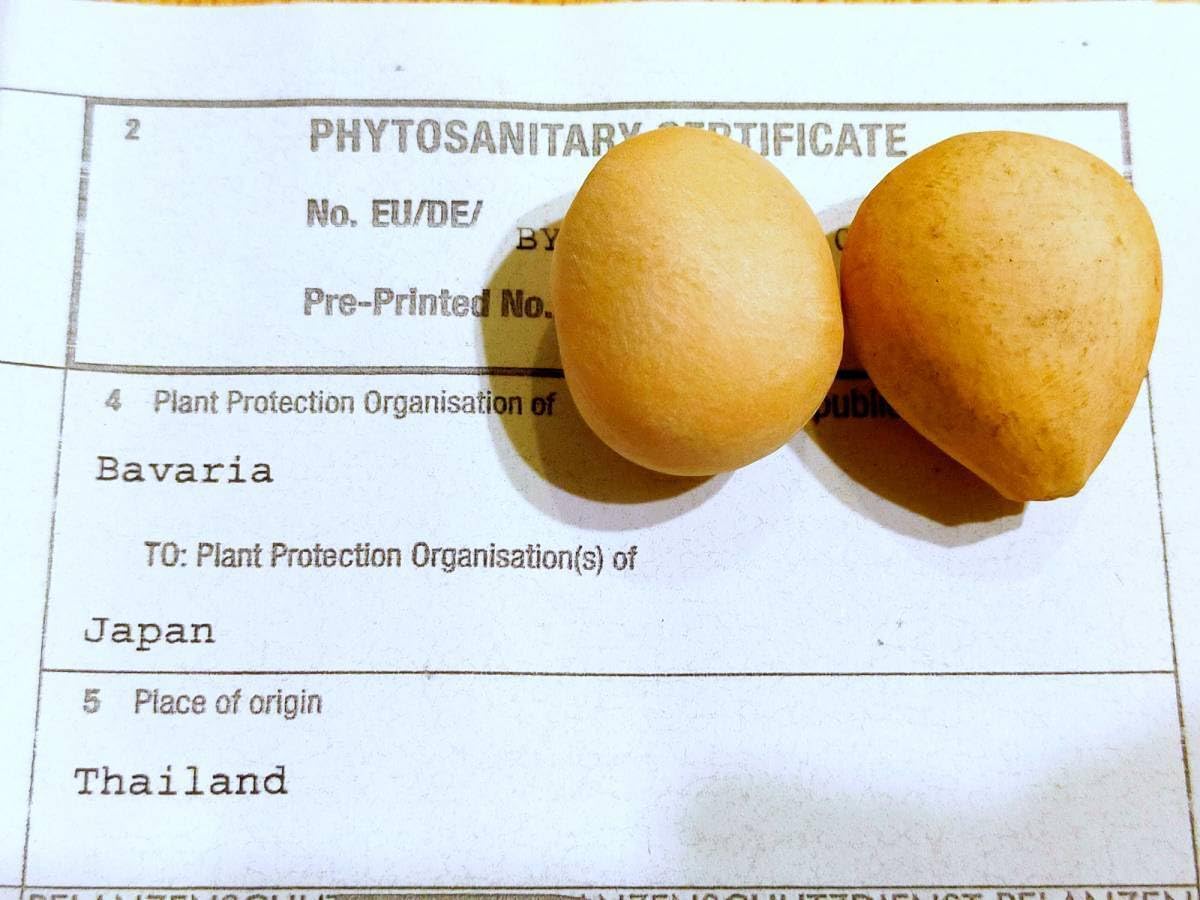 Amazon.co.jp: 5月入荷 1粒 サイカス sp. シルバー（タイシルバー