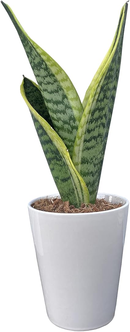 Amazon 花のギフト社 サンスベリア 虎の尾 サンスベリア鉢植え ミニ観葉植物 サンセベリア 観葉植物 花のギフト社 観葉植物 通販 Amazon 花のギフト社 サンスベリア 虎の尾 サンスベリア鉢植え ミニ観葉植物 サンセベリア 観葉植物 花のギフト社 観葉植物 通販