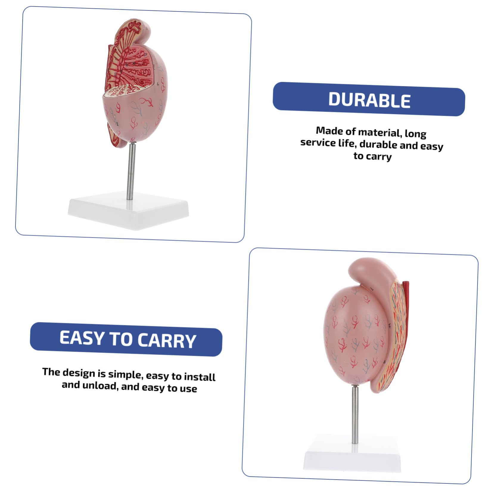 MAGICLULU Modello Anatomico Organi Umani Supporto Per Dissezione e Istruzione Scolastica Design Realistico in Pvc Adatto Per Insegnamento e Esposizione