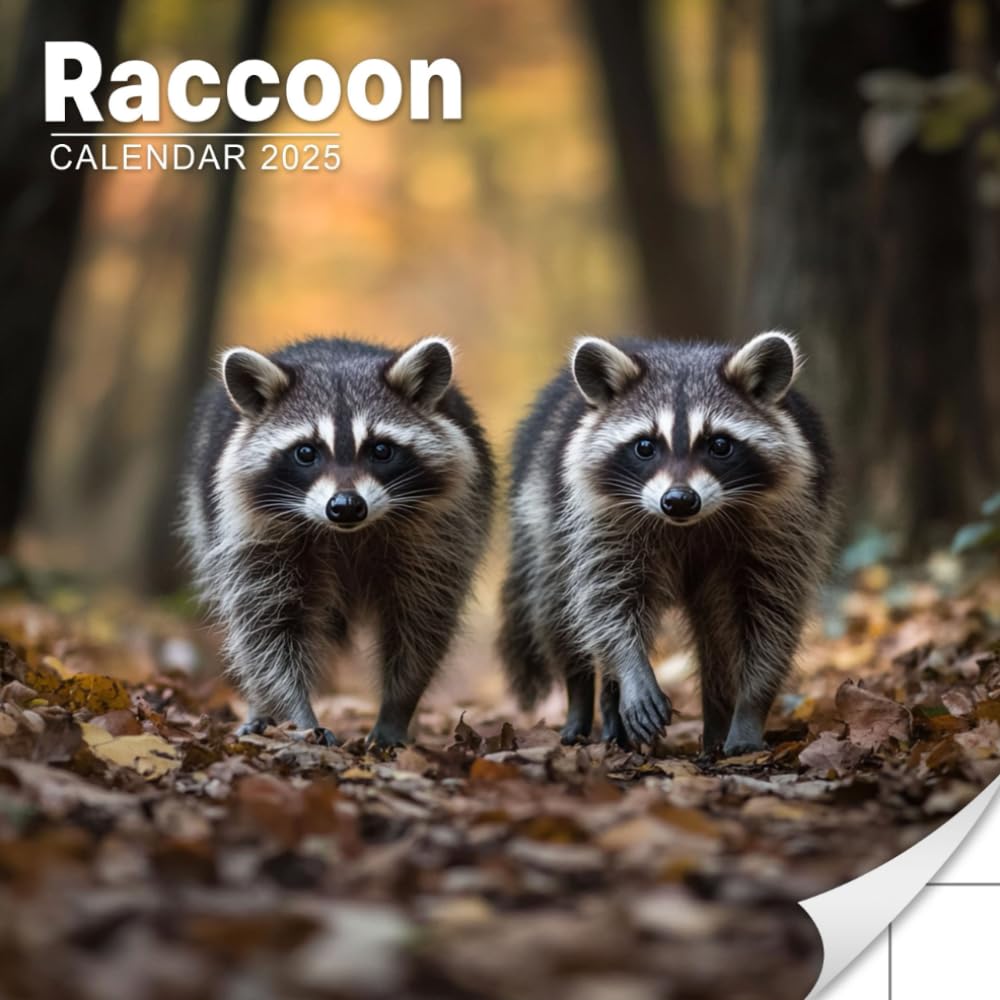 Baby Raccoons Calendar 2025 Saunders, Gail Books