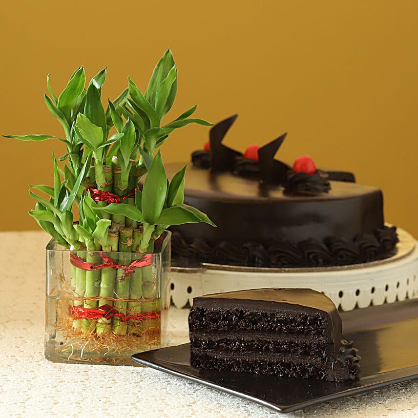 FNP Lucky Bamboo Truffle Cake Combo-image-1