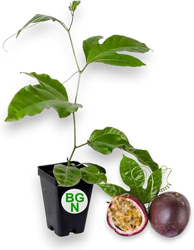 Vid de maracuyá - Planta viva Passiflora Edulis púrpura - 3 "- 8" de alto