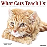 What Cats Teach Us 2017 Wall Calendar