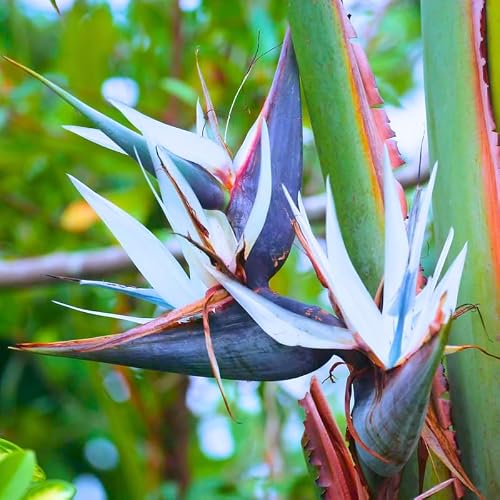 Bird of Paradise Plant Live, 5