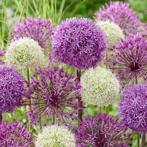 Bulbi Fiori Perenni da Esterno - 15 Allium Bulbi Giganteum Fantasia Mix - Piante e fiori esclusivi dall'Olanda - Profumati - per giardino, vasi e balcone (grandi, non semi, non artificiali)