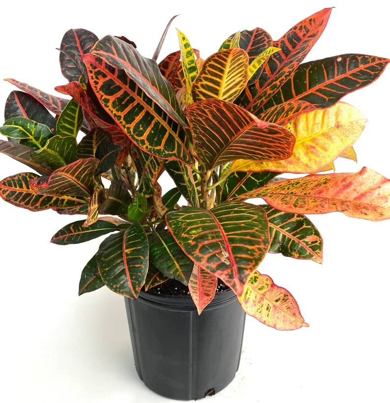 Garden Art outdoor live plant (Croton Petra) (B09VH35DKT) Amazon Price History, Amazon Price Tracker