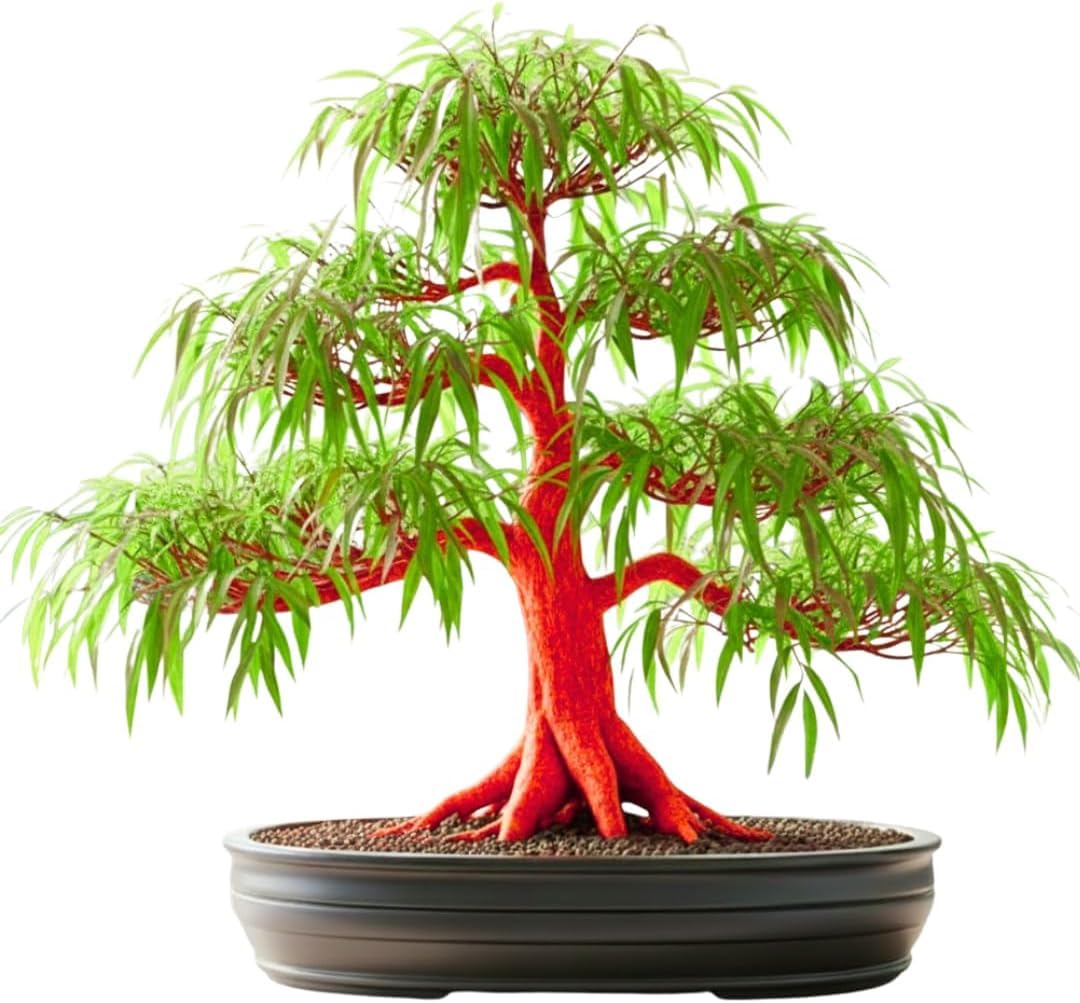 Flame Willow Miniature B0NSAI Tree 2 Cutting to Grow - Brilliant Orange-Red Bark - Thick Trunk Cutting - Fast Growing Bonsai - Cold-Hardy Deciduous Shrub or Small Tree - Unique Eye Catching-image-26