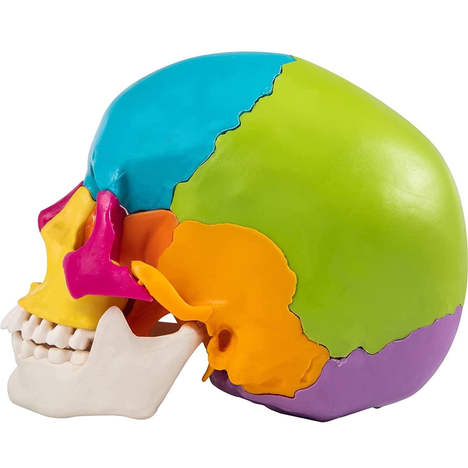 Modèle de crâne Humain Grandeur Nature, modèle de crâne Anatomique éclaté Multicolore de 22 pièces, réplique de crâne Humain 1:1 pour l'enseignement médical et l'étude