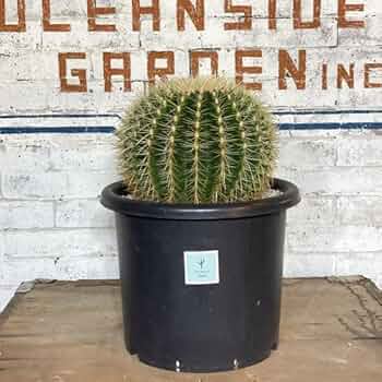 Amazon｜オーシャンサイドガーデンの金鯱（キンシャチ