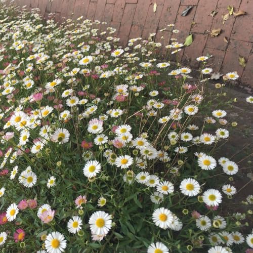 Erigeron karvinskianus Profusion Seeds - Mexican Fleabane Hardy Perennial for Hanging Baskets Window Boxes Patio Tubs - Quick Flowering Low Maintenance - 1 Packet (150 Seeds) by Thompson & Morgan