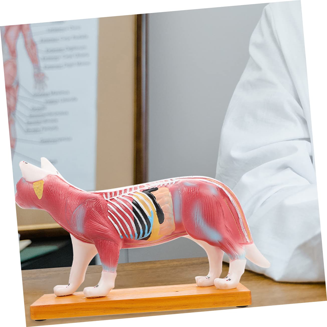 Ciieeo Cat Anatomy Model Veterinary Teaching Aid Realistic Cat Model for Anatomy Study
