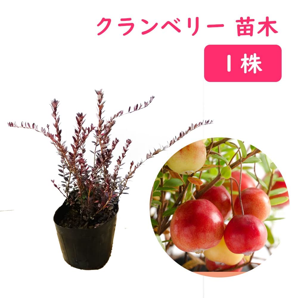 Amazon.co.jp: クランベリー 苗 苗木 10.5cmポット 【 1株