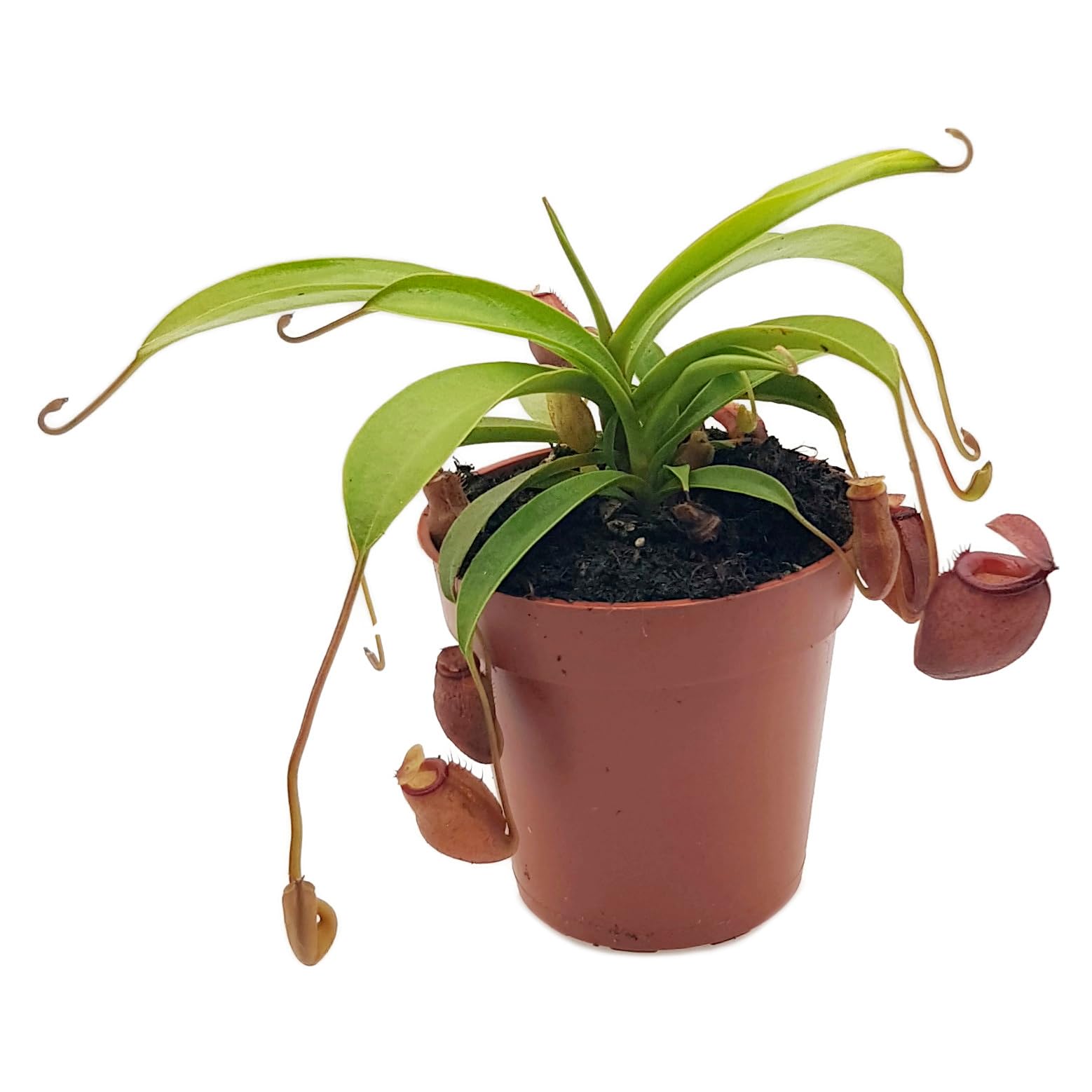 Nepenthes flava - exotische Kannenpflanze im Ø 9 cm Topf - seltene fleischfressende Pflanze - beliebte Karnivore