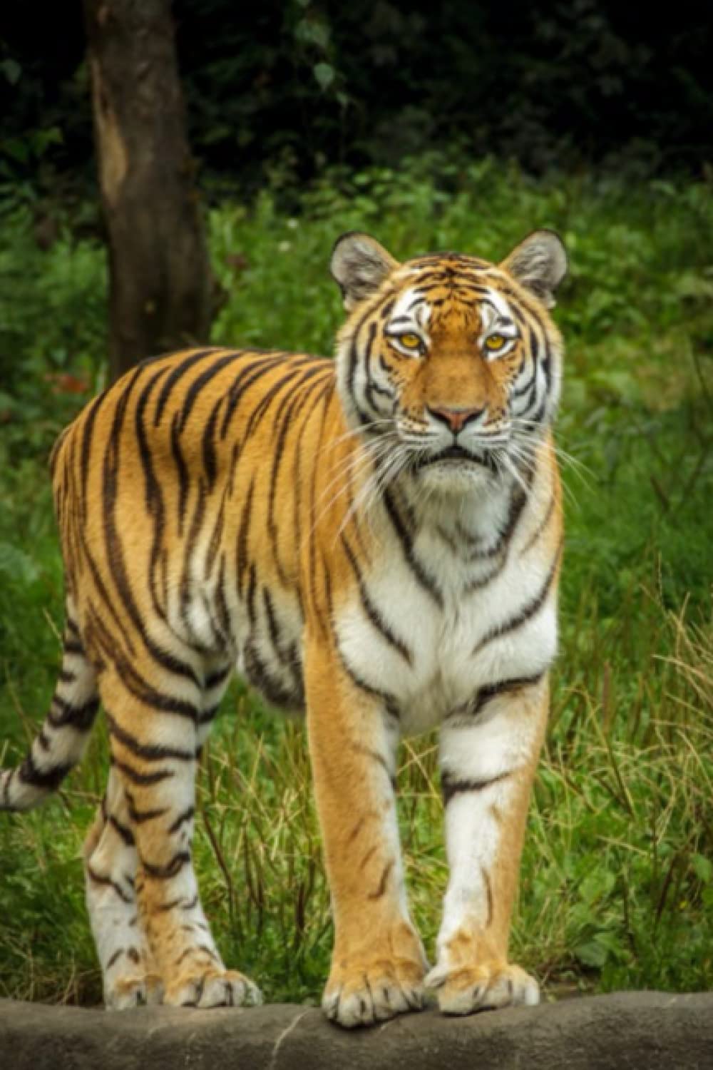 Tiger Standing on Log Journal, Real Tiger Journal, Tiger Notebook, Diary, 120 Lined Pages