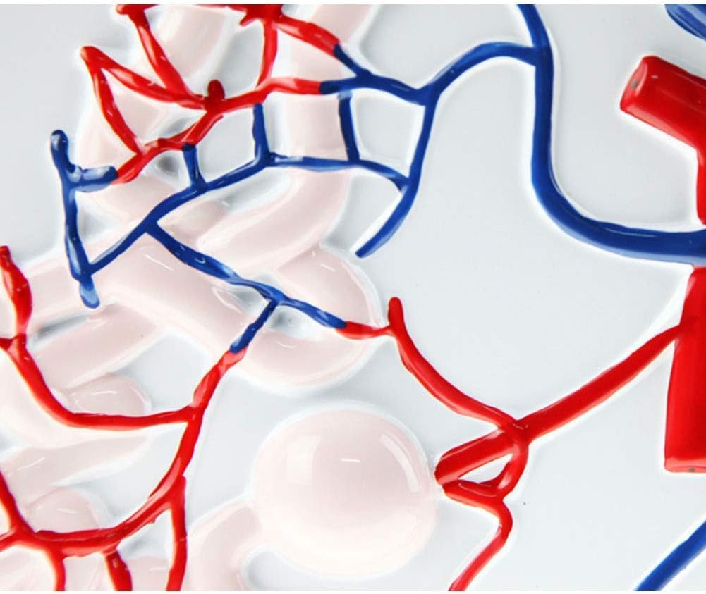 Modèle d'anatomie Humaine Modèle d'anatomie des glomérules et des tubules for démonstration biomédicale et enseignement Instruments scientifiques