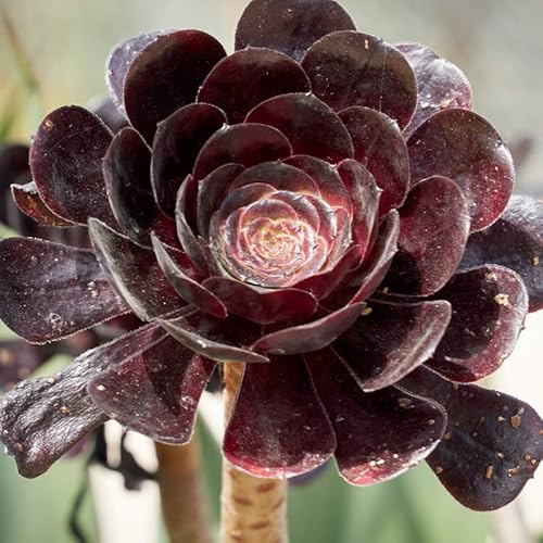 Live Aeonium Black Rose Plant In 4 Inc Pot Succulent Garden Planting Ornaments Perennial Garden Simple To Grow Pots Gifts #TOP2
