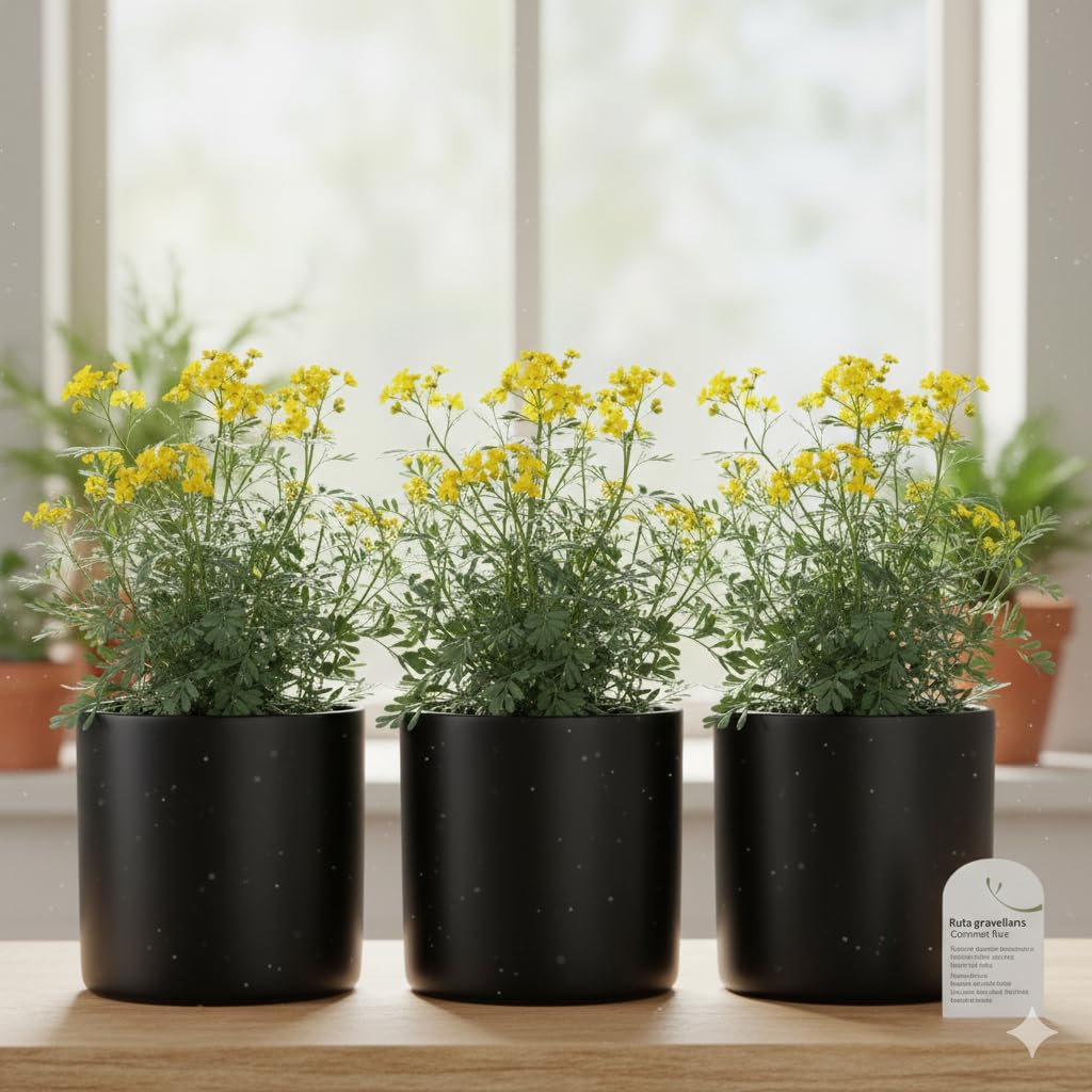 Ruda Plants x 3 – Common Rue (Ruta graveolens) Live Herb of Grace in 4” Pot – Hardy Perennial Medicinal & Aromatic Herb for Garden, Patio, Outdoor Planting