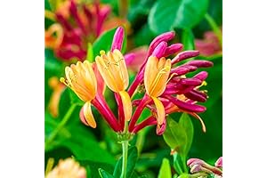 Hardy Flame Honeysuckle Vine Live Perennial Plant