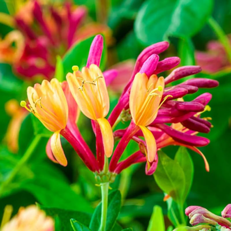 Fragrant Climbing Honeysuckle Plant Live Vine, Lonicera Perennial Honeysuckle Plants Bushes Shrubs for Planting