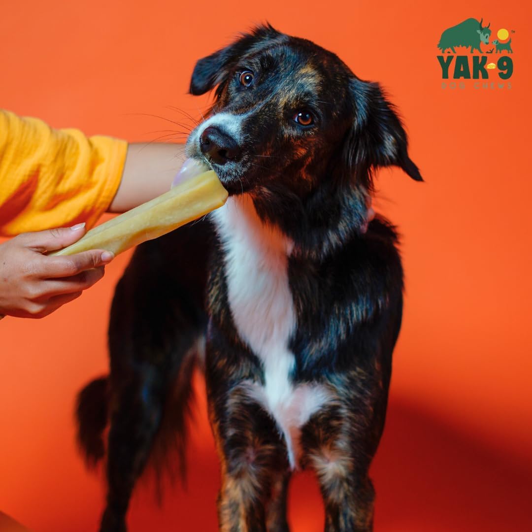 Yak9 Cheese Dog Chews, High Protein Treats, Natural, Rawhide Free, Long Lasting with Vitamins & Minerals, Large Size, Pumpkin, 2 PC, 1lb
