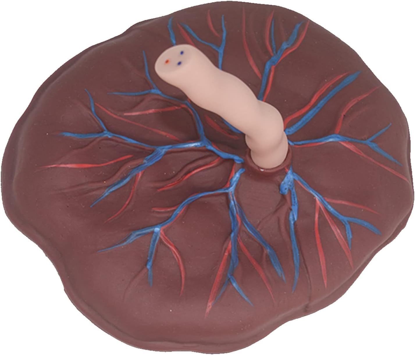 Anatomiczny model pępowiny łożyska do celów edukacyjnych w ginekologii, z dokładnym pokazem żył i tętnic do opieki nad noworodkami