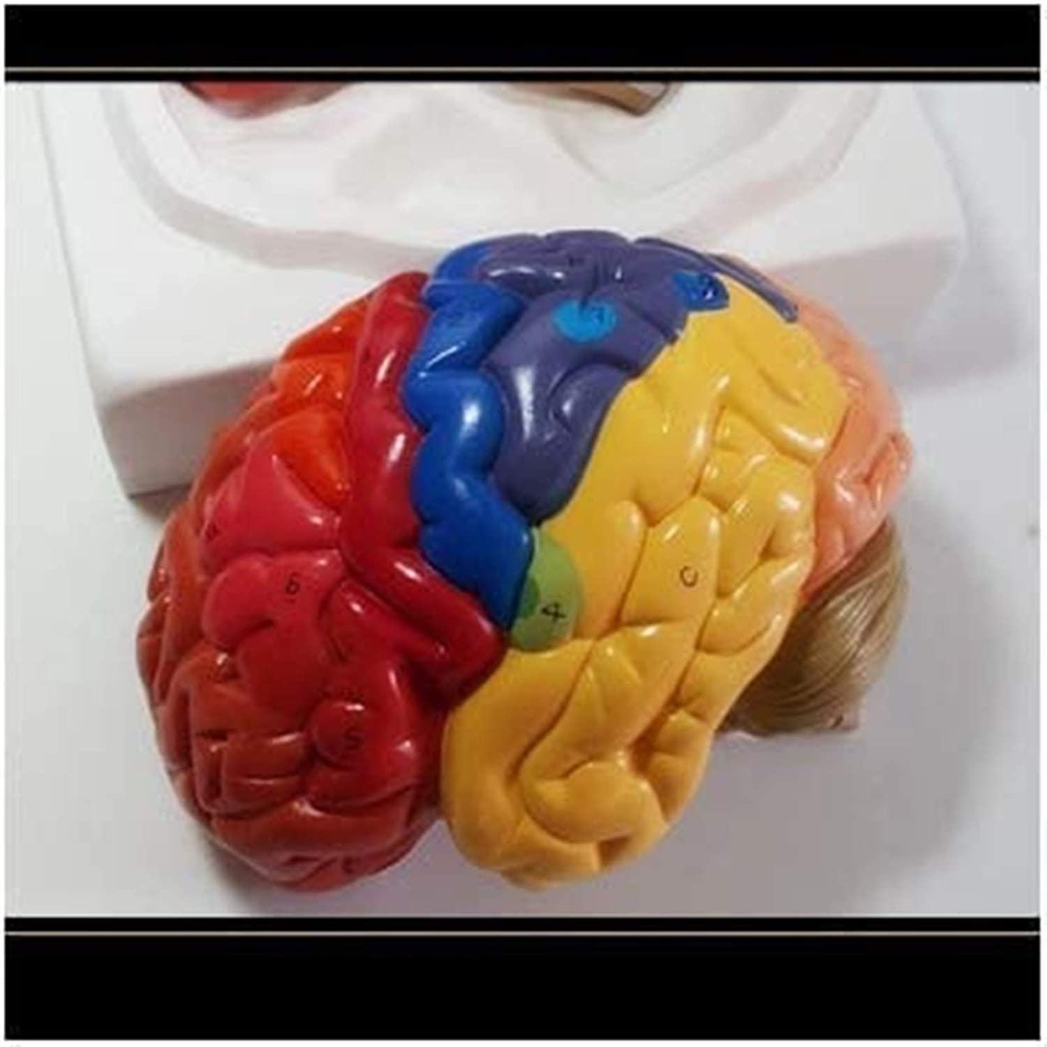 Model anatomiczny, model edukacyjny ludzkiej nerki model - medyczny anatomiczny model nerek model anatomii narządów człowieka - kompatybilny z medyczną pomocą edukacyjną, materiałami laboratoryjnymi,