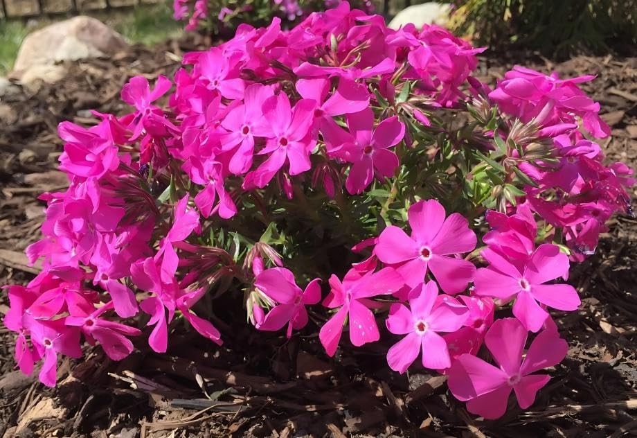 Phlox 'Drummond's Pink', Creeping Phlox, Moss Phlox (Flat of 18 Pots, 3 1/2 inch Square)