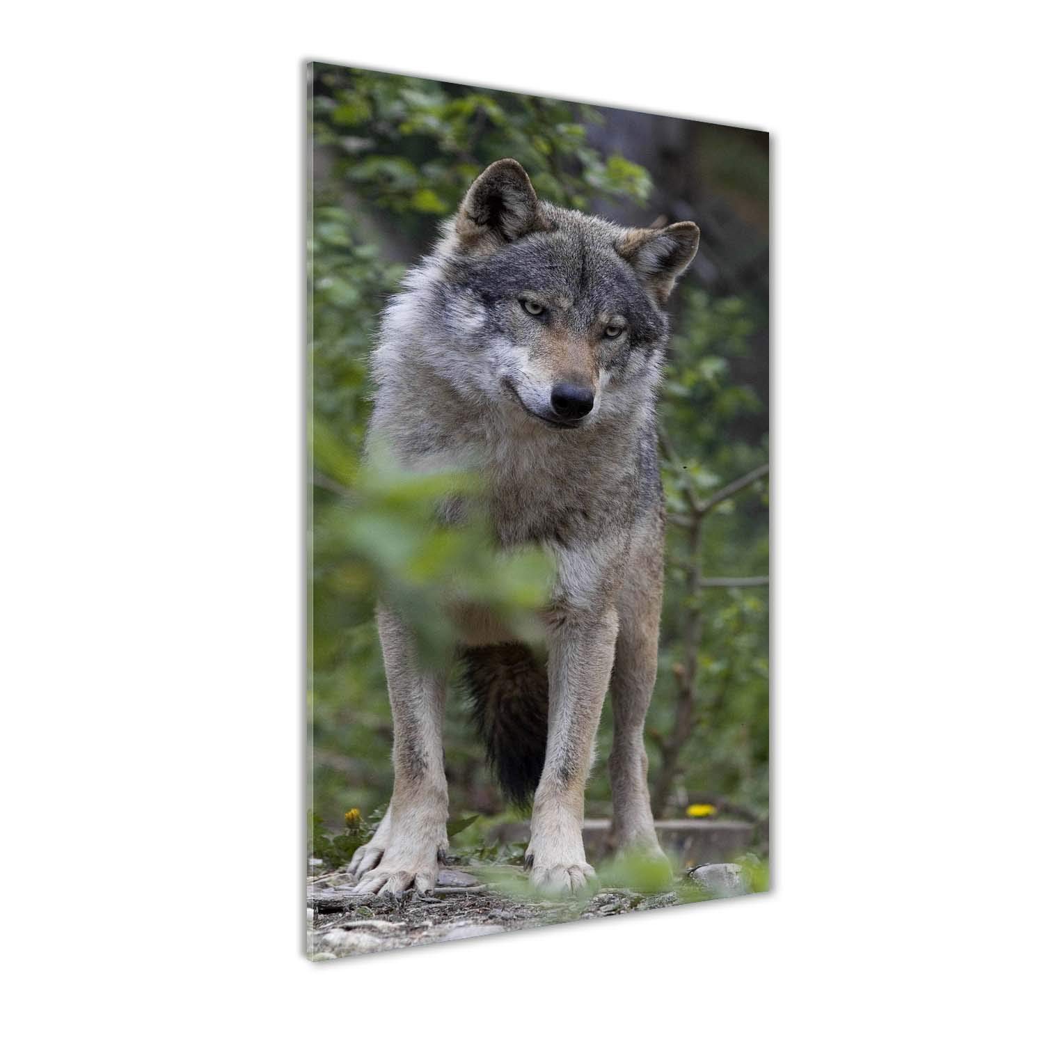 Image sur verre acrylique Tulup loup vert pour salon et bureau