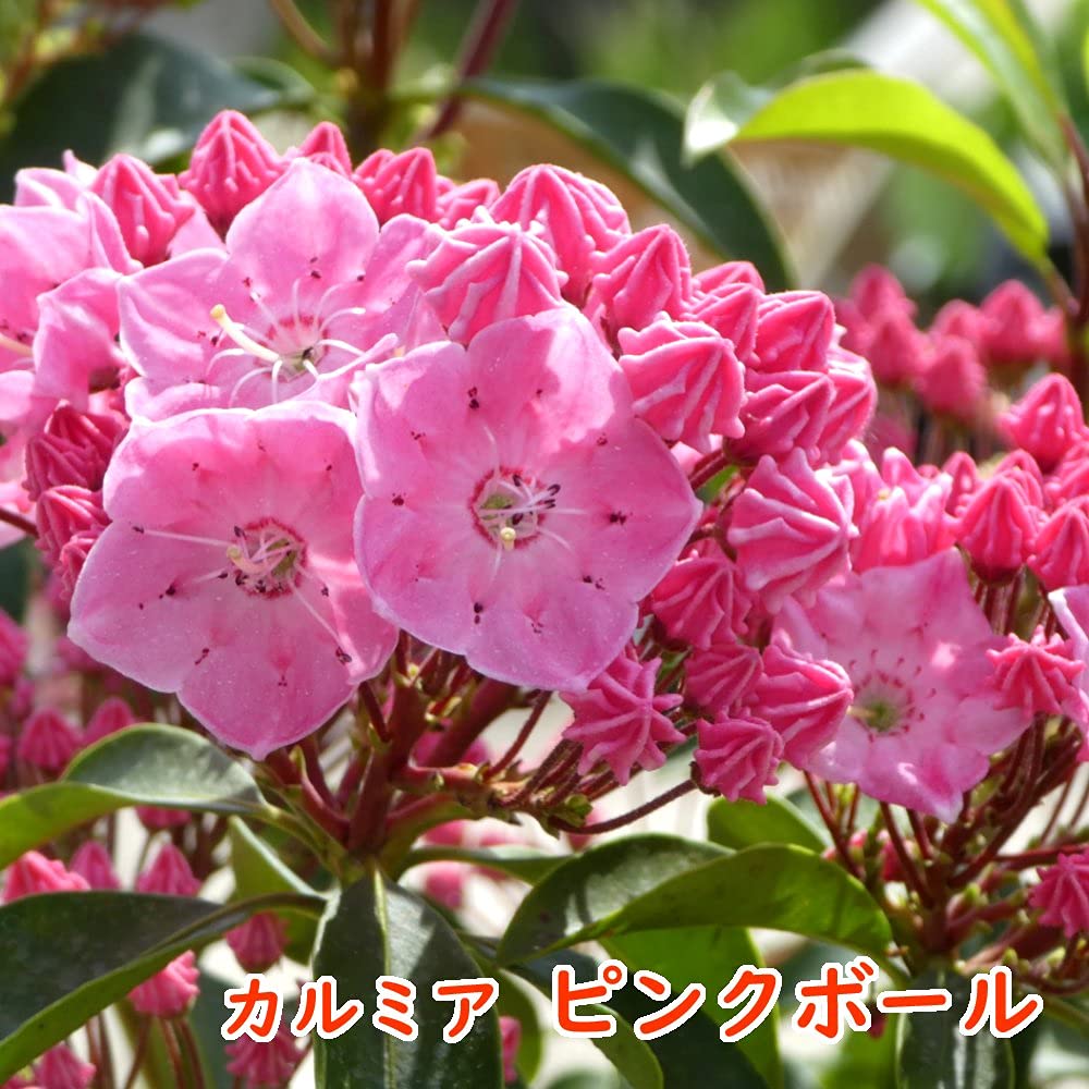 Amazon.co.jp: 母の日ギフト「カルミア 【 ピンクボール 】 」5号鉢
