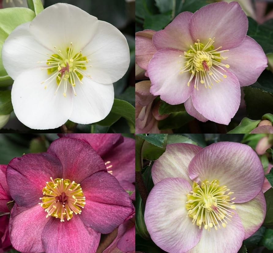 Helleborus Orientalis Mixed Perennial Large Plug Plants Pack x3