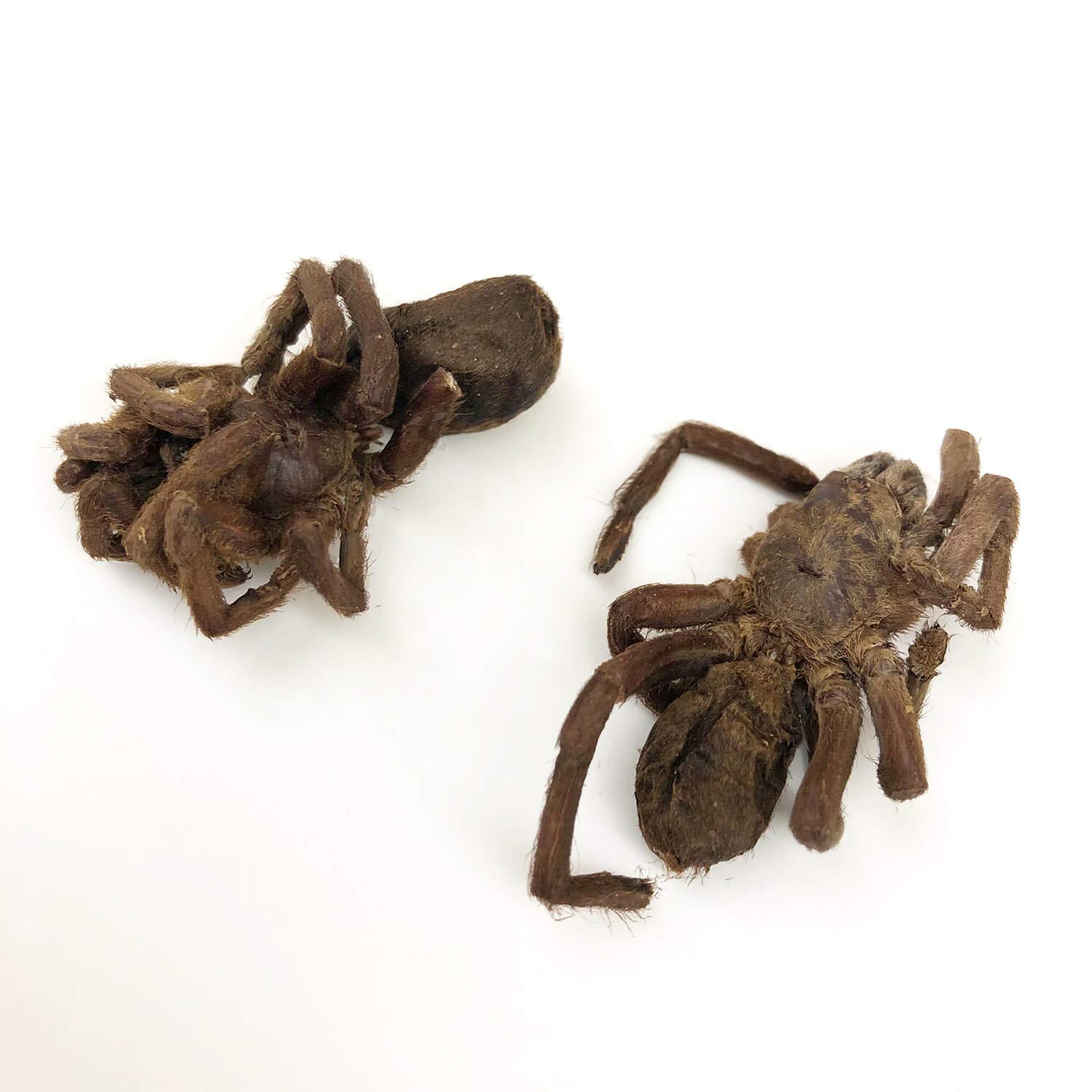 Amazon.co.jp: [昆虫食] タランチュラ Zebra Tarantula 8g TIU0021
