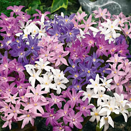 Bloomique - Mélange de 50 - Chionodoxa Forbesii - Grande Fleur des Neiges - Bleu, Blanc, Violet - Bulbes à Fleurs - Floraison Printemps - Plantes Vivaces - Pousse jusqu'à 10-15 cm