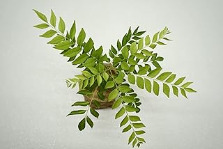 Amazon Com Curry Plant