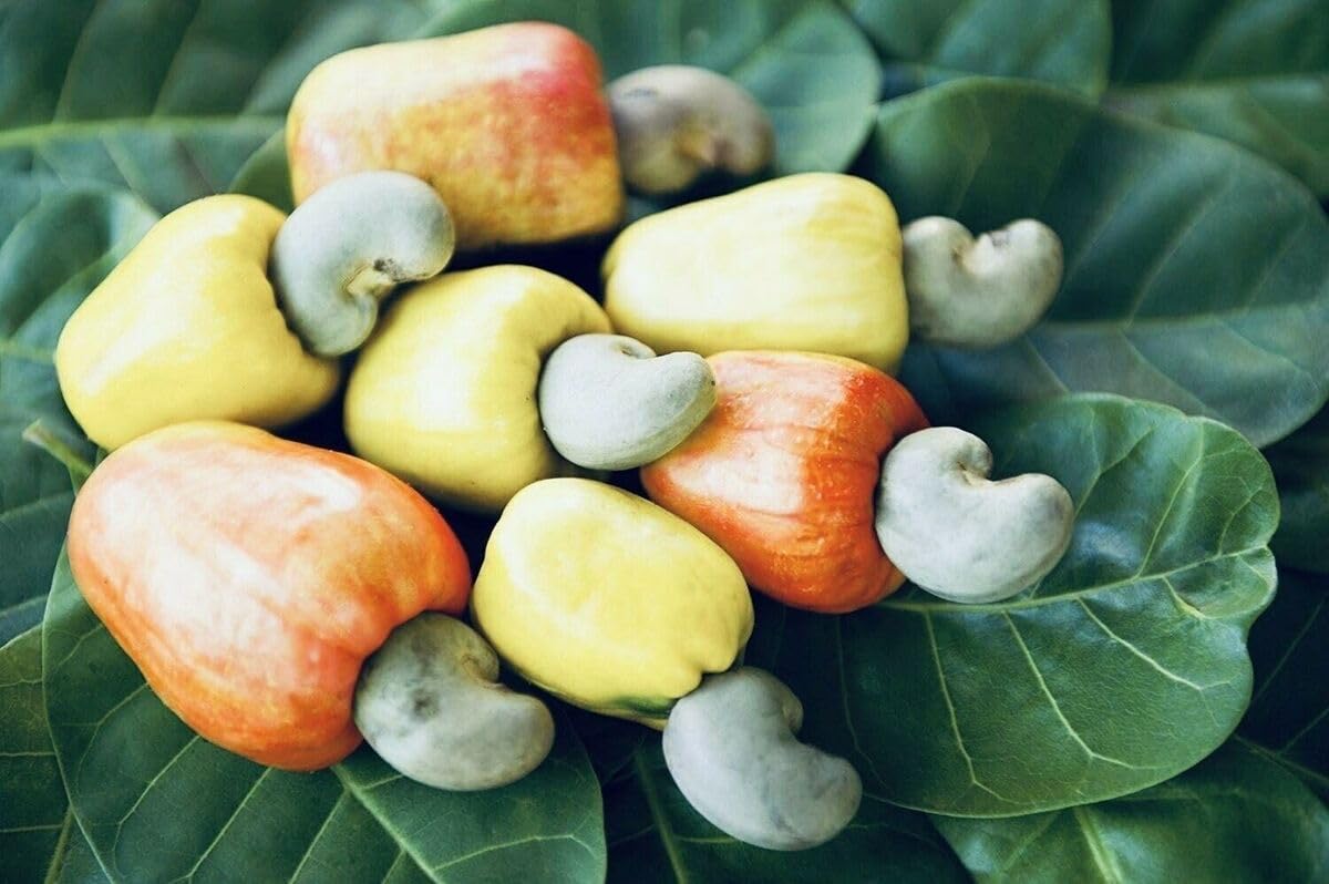 MMR GLOBAL Cashew Nut Seeds 20 Count,Raw Cashew Nut Apple Seeds,100% Organic Anacardium Occidentale Rare Tropic Fruit (B0CQDDSRRN) Amazon Price History, Amazon Price Tracker