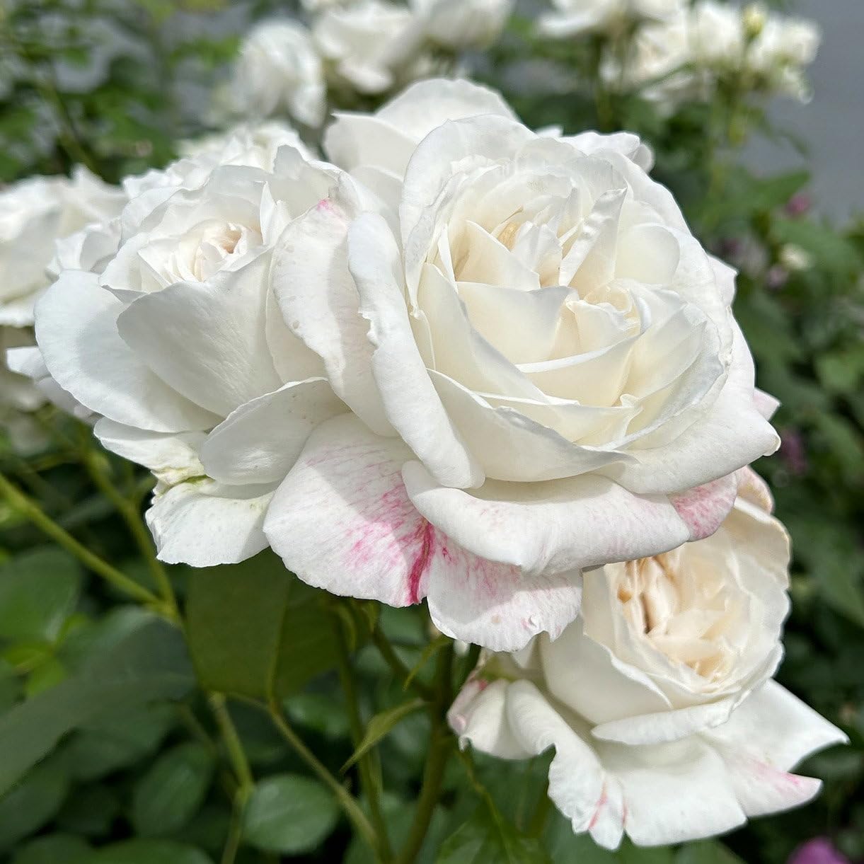 Duftende Beetrose 'Die Rose Ihrer Majestät'® (Beainesza), reinweiß, Topf 5 Liter