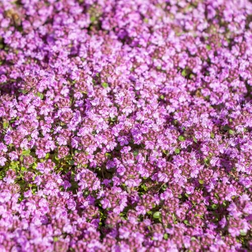 Semi di timo serpillo - semi di resistenti per giardini rocciosi selvatiche Perenni resistenti timo sabbioso, raro selvatici come bomboniera copertura del 650pcs