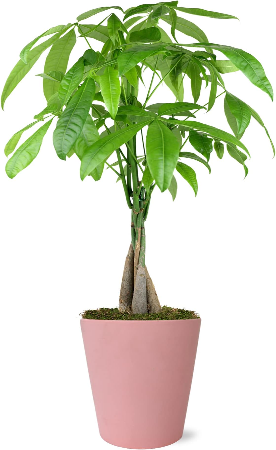 Just Add Ice JA5172 Pink Anthurium in Grey Sweet Heart