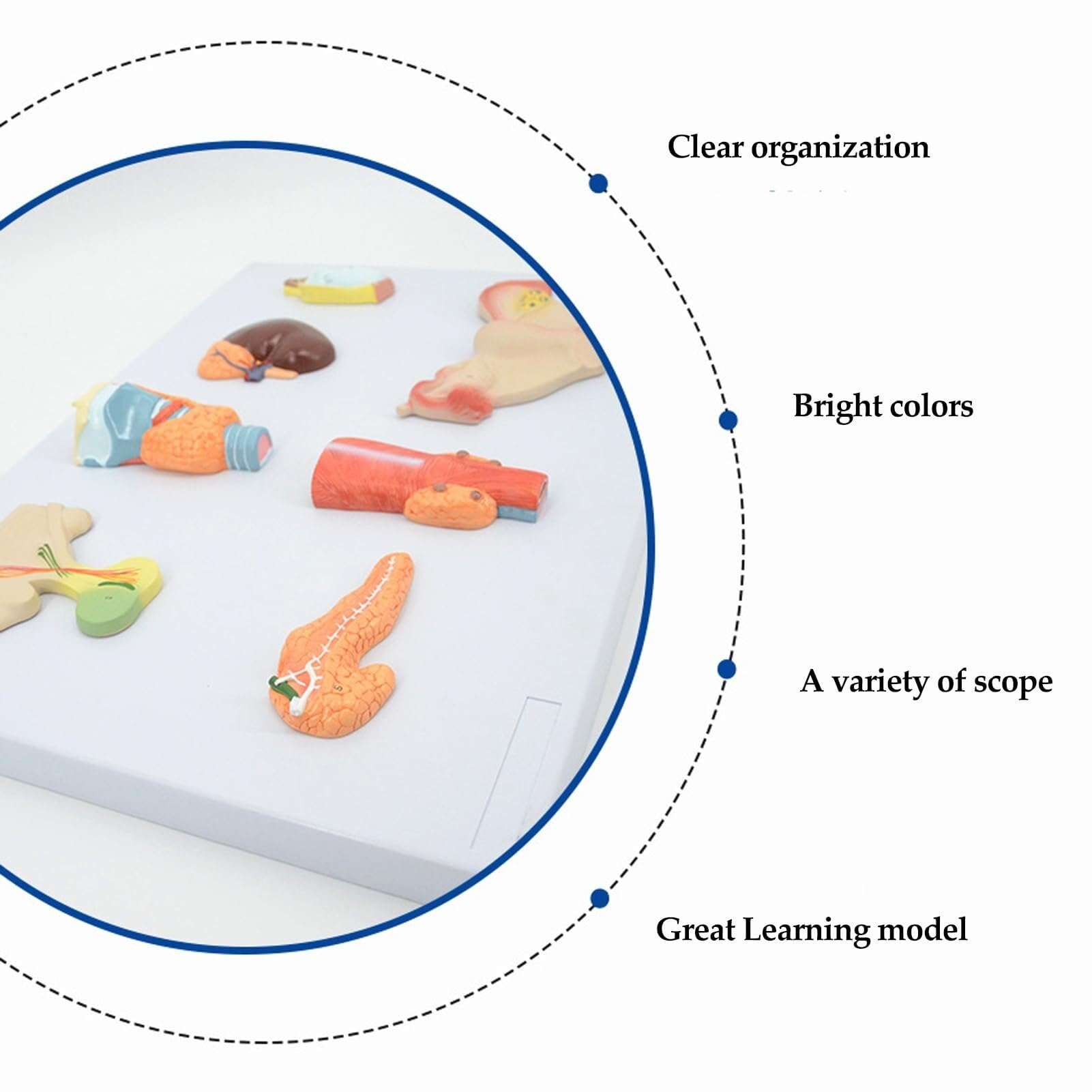 Human endocrine Organ Model, Human endocrine System Model, PVC Digestive System pituitary Thyroid Adrenal Testis Pancreas parathyroid Ovary Model, Teaching Tools