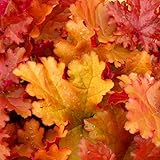 Orange to Red Heuchera Live Plant Shrubs, Coral Bells Plant Live 2.5 Inch Pot, Shade Perennial Heucherella Plant