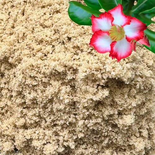 GARDENWISE Fine Sand for Plants Horticultural Sand for Succulents Cactus Potting Mixes Terrariums & Decorative Indoor Gardens Made in USA (1 Quart - 2.8 lbs)