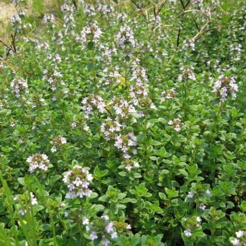 Thymus vulgaris Thyme Seeds herb Perennial from Ukraine 0.2 Gram
