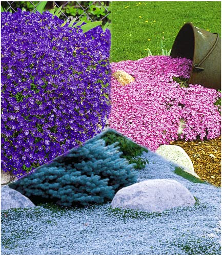 Blaue Bodendecker Die 16 besten Produkte im Vergleich & Angebote