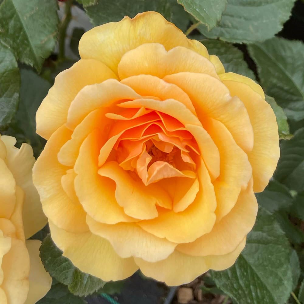 YouGarden Harkness Rose 'Unconditional Love', 4 Litre Potted