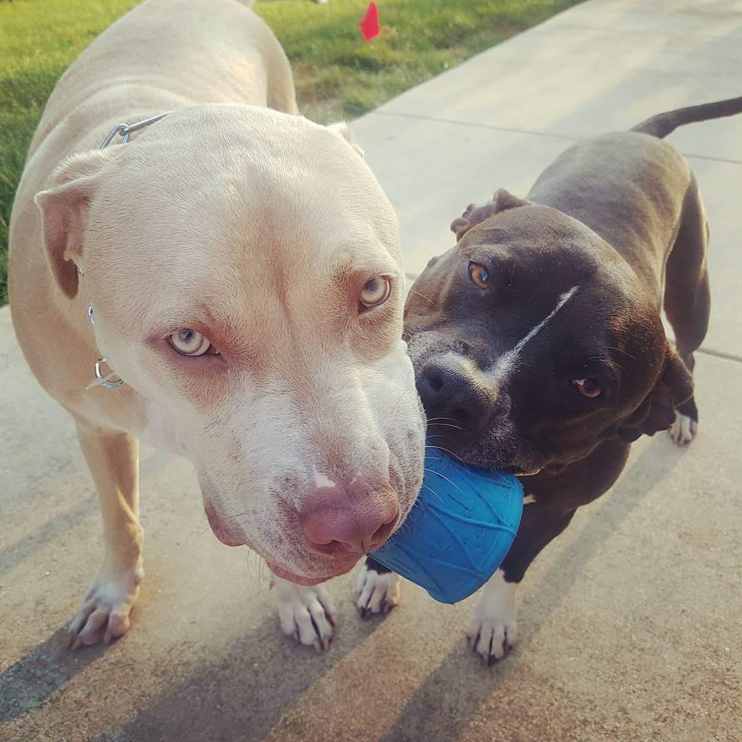 bullymake toys australia