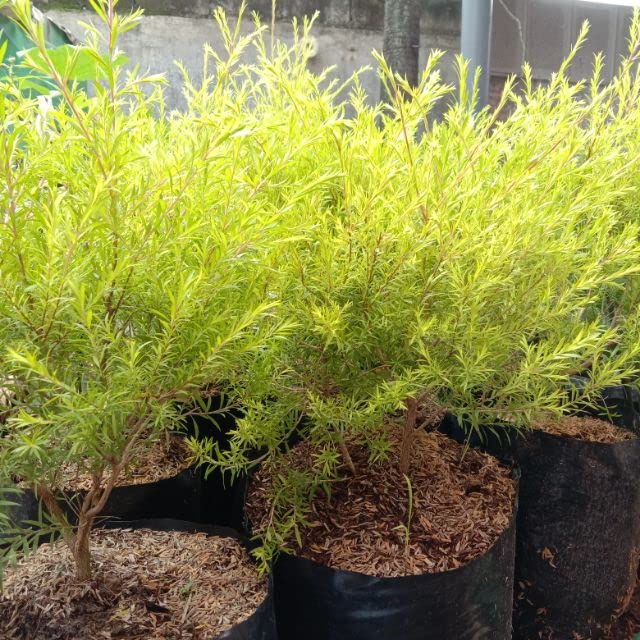 Mphmi Live Plant Nursery NCR Bottle Brush Plant Amazon.in Garden